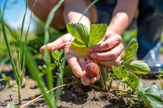 harvesting strawberries in a field on an organic farm.