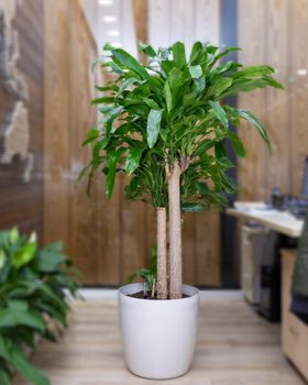 Guiana Chestnut, Pachira aquatica, money tree at office