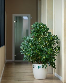 Dwarf umbrella, Schefflera arboricola tree at office