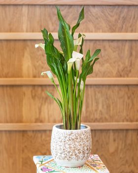 Arum lily in the white pot