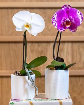 White and pink Phalaenopsis Big Singolo orchid