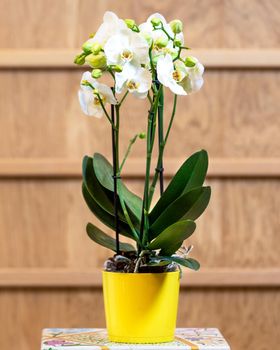 Beautiful moth orchid, Phalaenopsis in the yellow pot