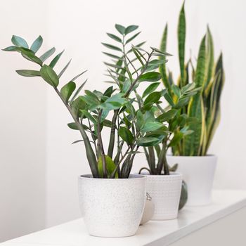 Zanzibar Gem, Zamioculcas with Sansevieria plant on white background