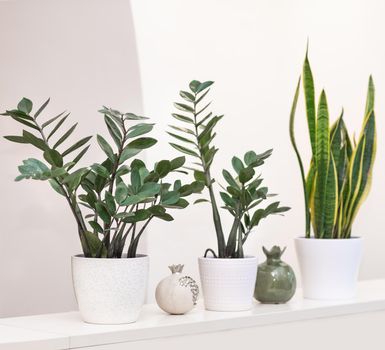 Zanzibar Gem, Zamioculcas with Sansevieria plant on white background