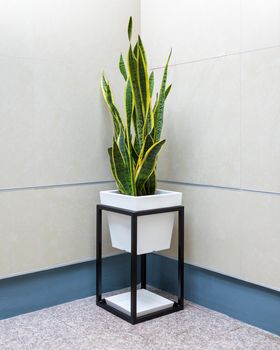 Sansevieria, Dracaena trifasciata, snake plant on white background