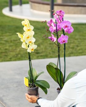 Beautiful yellow and pink moth orchids with green background