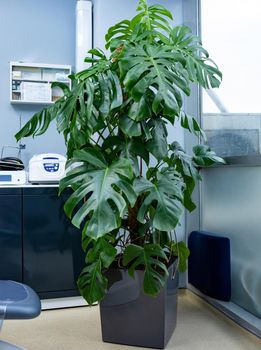 Swiss cheese plant, Monstera deliciosa at office