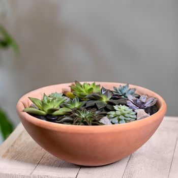 Beautiful terrarium with succulent, cactus, flower, rock, sand inside, red pot