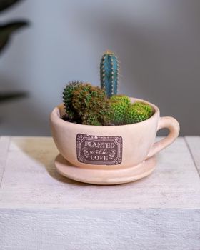 Beautiful terrarium with cactus, flower, rock, sand inside gig cup, mug