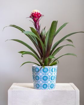 Pink Bromelia, Bromeliaceae plants in pot