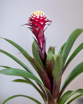 Pink Bromelia, Bromeliaceae plant close up