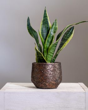 Dracaena trifasciata, snake plant in old metallic pot