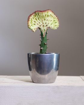 Euphorbia lactea Cristata cactus in the silver pot