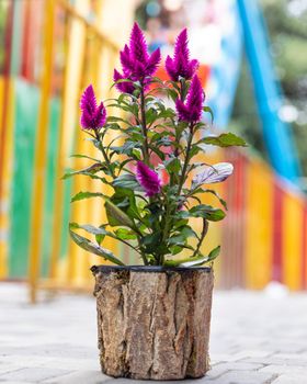 Cock's comb, Celosia in the wooden pot