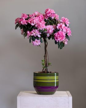 Pink Azalea topiary in the colorful pot