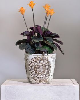 Calathea crocata Tassmania, Prayer Plant in the vintage pot