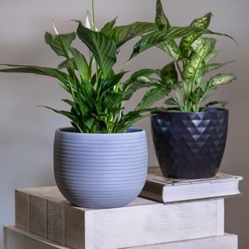 Dieffenbachia Dumb canes with Peace Lily, Spathiphyllum plant
