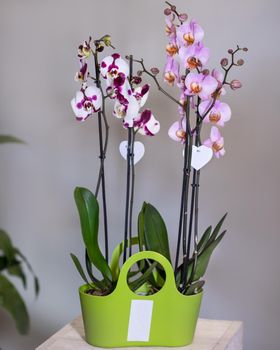 White, pink Phalaenopsis, Moth orchid flowers in the green pot