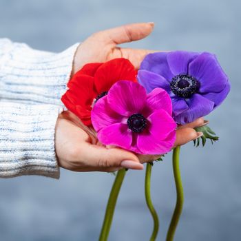 Woman holding red, magenta, pink Papaver rhoeas, Common poppy flower bouquet