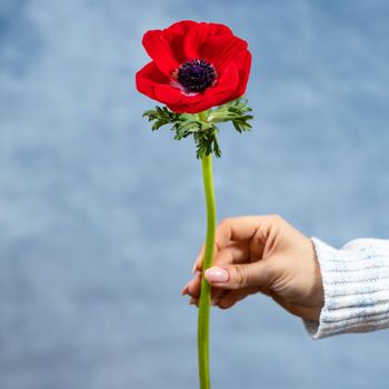 Woman holding red Papaver rhoeas, Common poppy flower