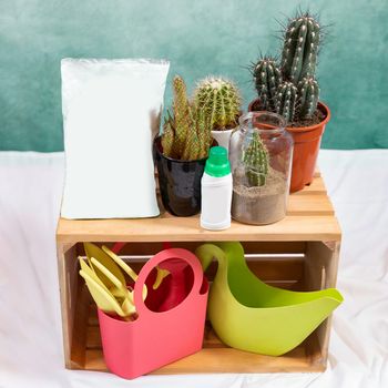 Cactuses with vitamins on the wooden box