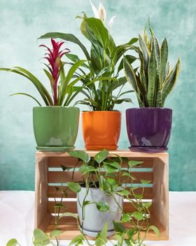 Golden Pothos, Devil's ivy, Epipremnum aureum, Bromeliad flower, Peace Lily, Sansevieria, snake plant on the wooden crate