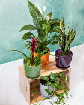 Golden Pothos, Devil's ivy, Epipremnum aureum, Bromeliad flower, Peace Lily, Sansevieria, snake plant on the wooden crate