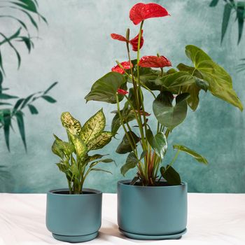 Dieffenbachia Dumb canes, Anthurium Laceleaf in the blue pot