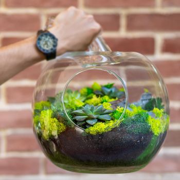 Man holding terrarium plant in glass