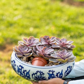 Terrarium plant succulent close up with green background