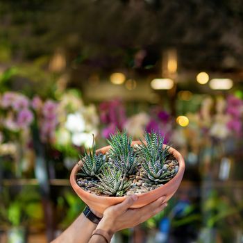 Man holding terrarium plant with blur background