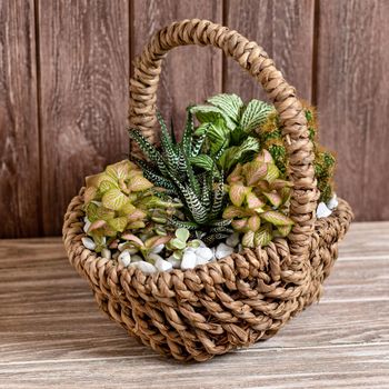 Terrarium plant in basket with wooden background