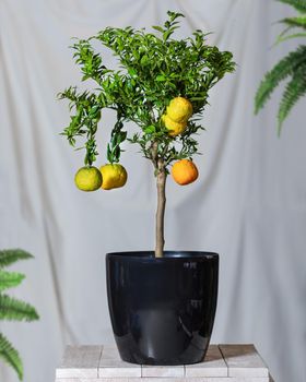 Lemon plant in the black pot