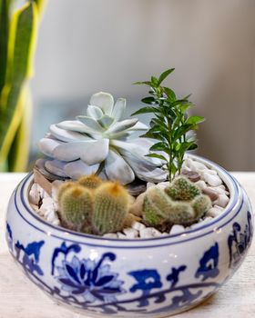 Terrarium plant in pot, with cactus, succulent
