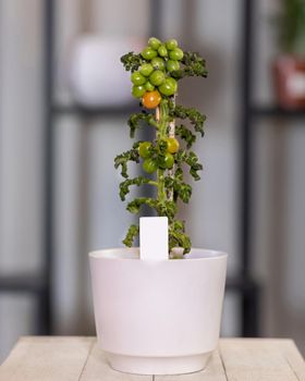 Natural Tomatoes plant in the white pot