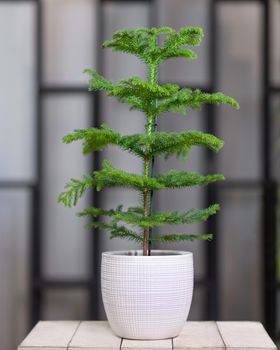 Interesting house plant in white pot