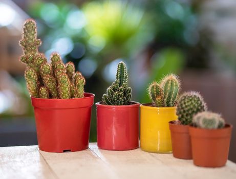 A lot of small cactuses in different colored pots. Cereus, Gymnocalycium