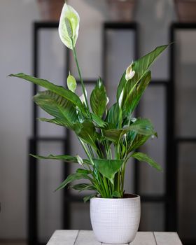 Peace Lily, spatifilum flower plant in white pot