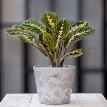 Prayer Plant, Maranta Leuconeura in gray ceramic pot