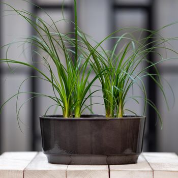 Dracaena marginata, dragon tree in black pot