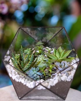 Beautiful terrarium with succulent, cactus, flower, rock, sand inside the glass