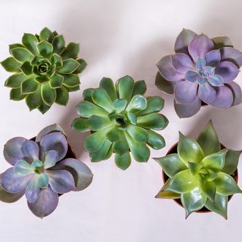 Succulent plants from above