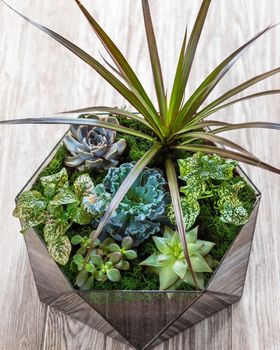 Beautiful terrarium with succulent, cactus, flower, rock, sand inside the glass