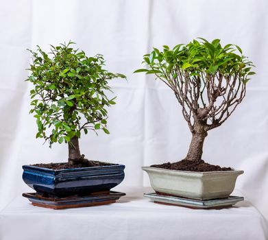 Two Ficus bonsai ginseng retusa plant in pot with white background