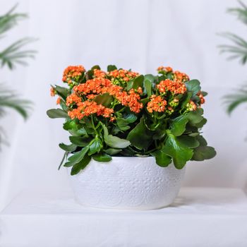 Colorful Lantana camara flower plant in white pot