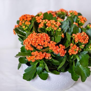 Colorful Lantana camara flower plant in white pot close up