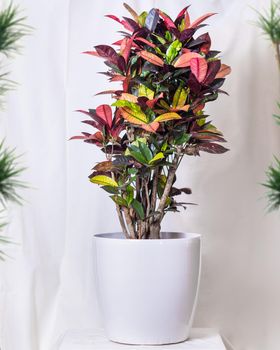 Codiaeum Iceton - Croton in the white pot