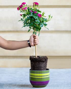 Man pulling up plant root from a pot