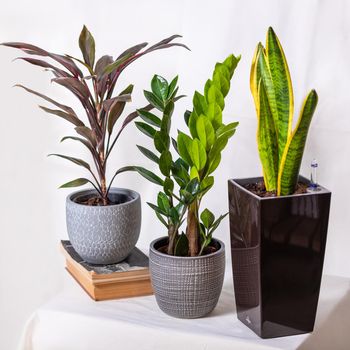 Cordyline fruticosa Rumba, Hawaiian Ti Plant, Zanzibar Gem, Zamioculcas, Sansevieria with white background