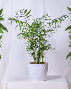 Phoenix canariensis - Canary Island Date Palm in white pot